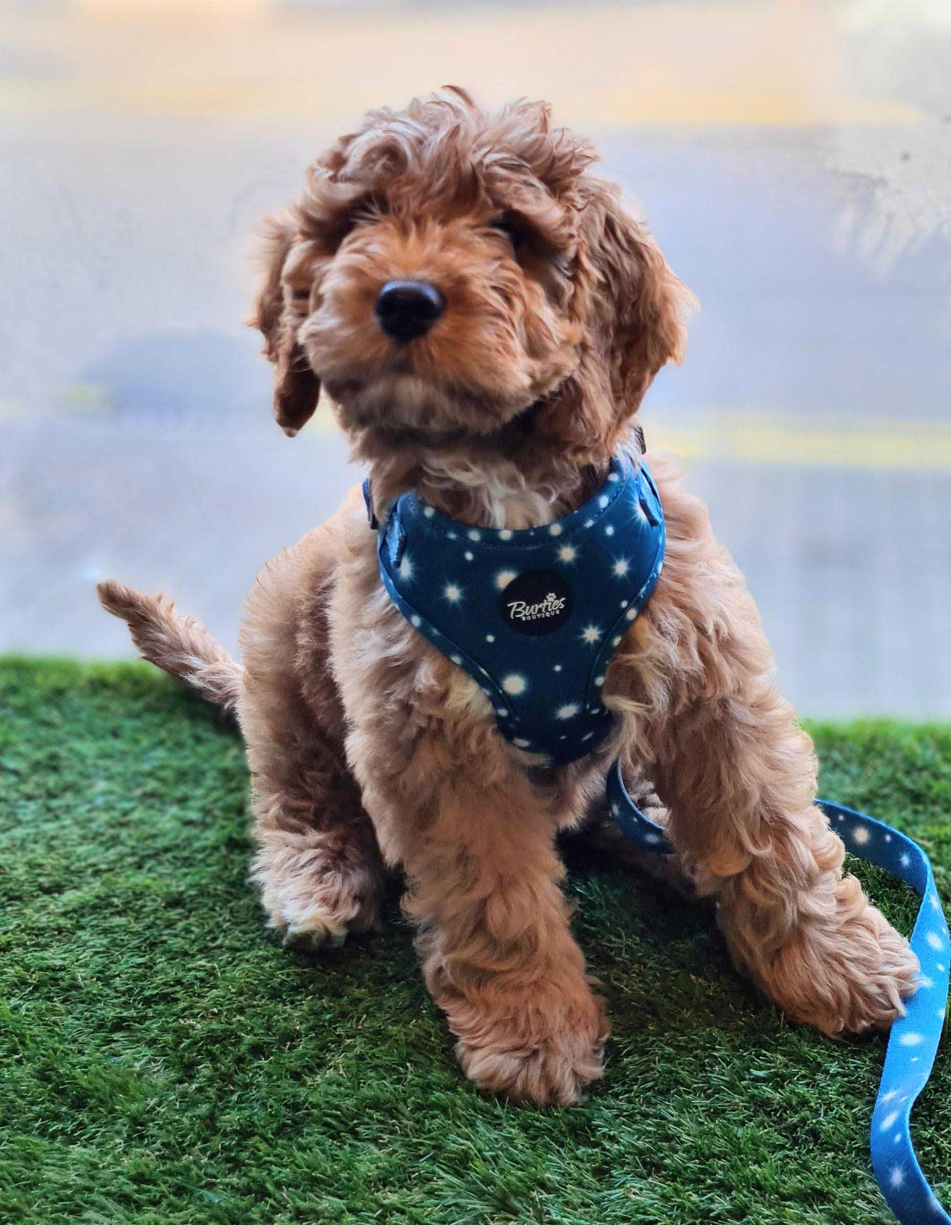 Twinkle Star Dog Harness - Image 5