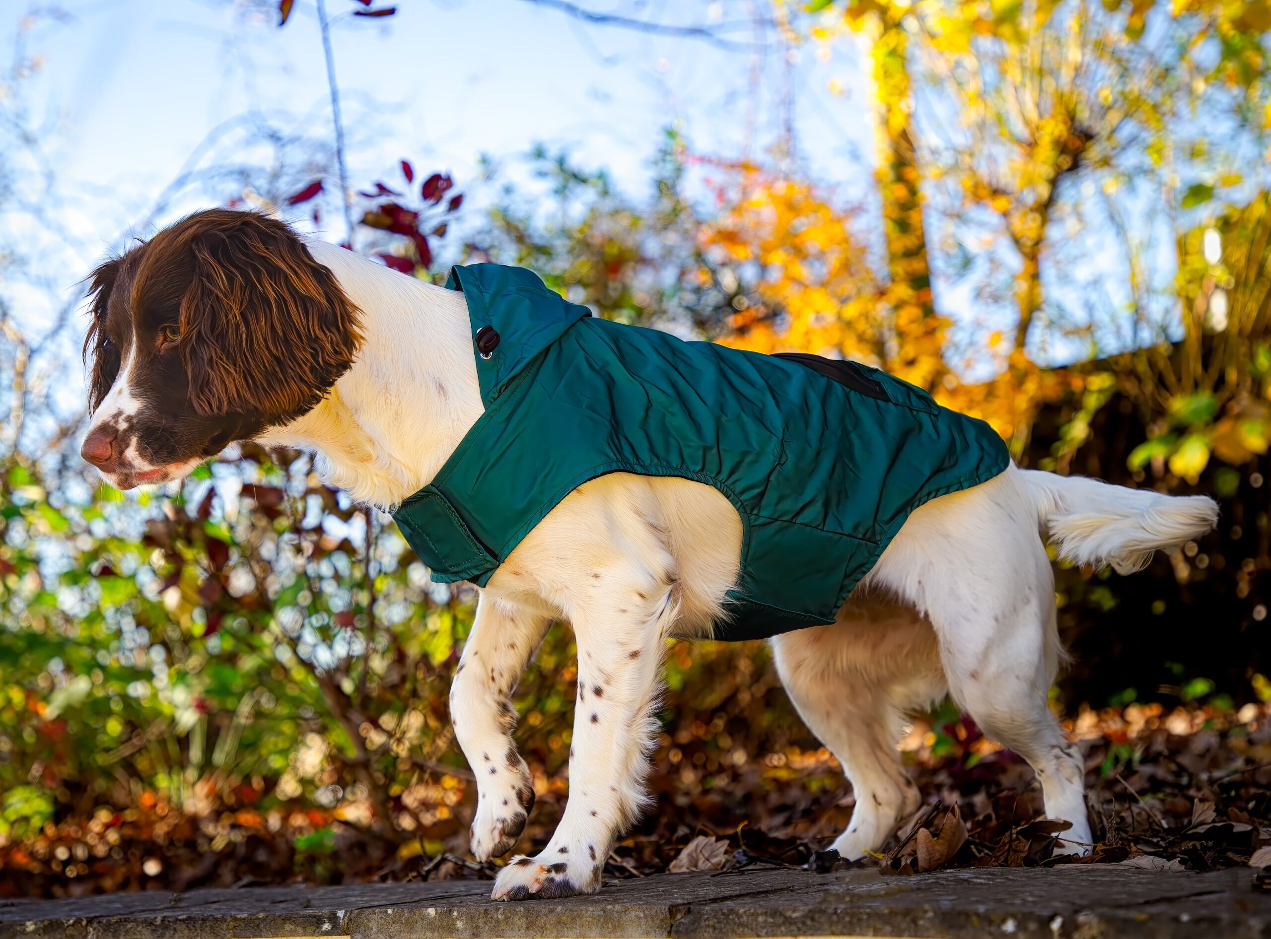 Dog Apparel & Outdoor