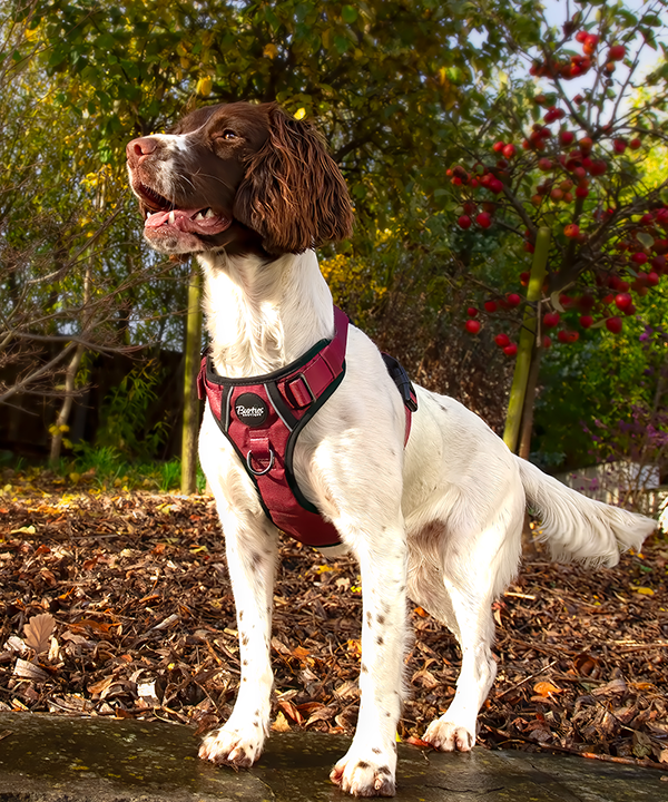 Tough Harness - Burgundy - Image 4