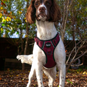Tough Harness - Burgundy