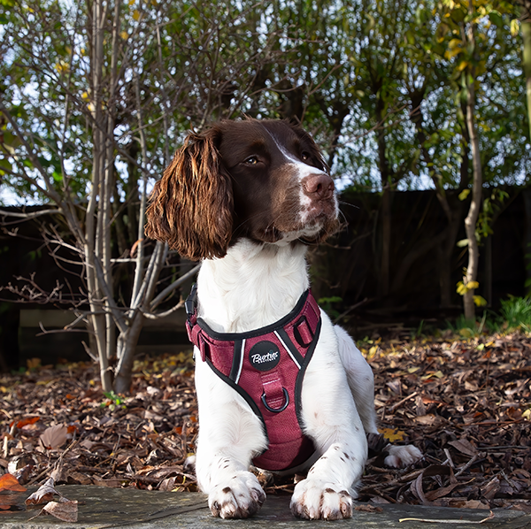 Tough Harness - Burgundy - Image 5