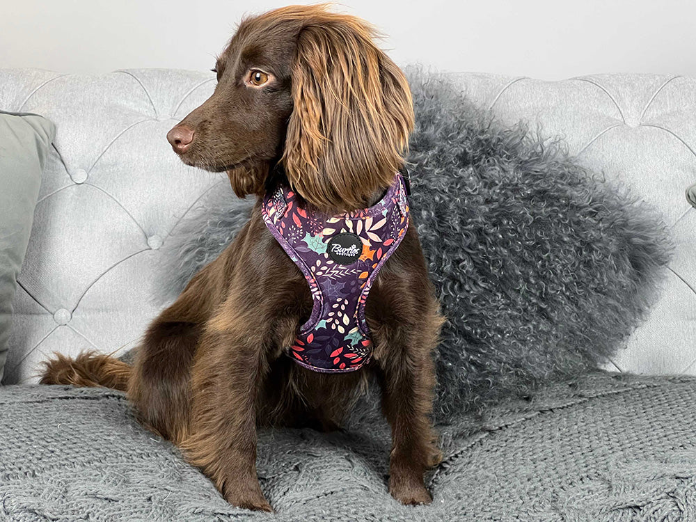 Leafy Walks Dog Harness - Image 3