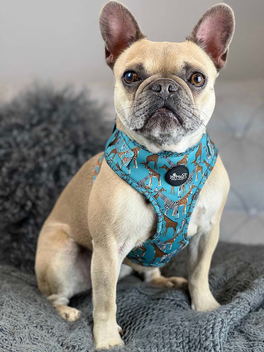 Dog Harnesses