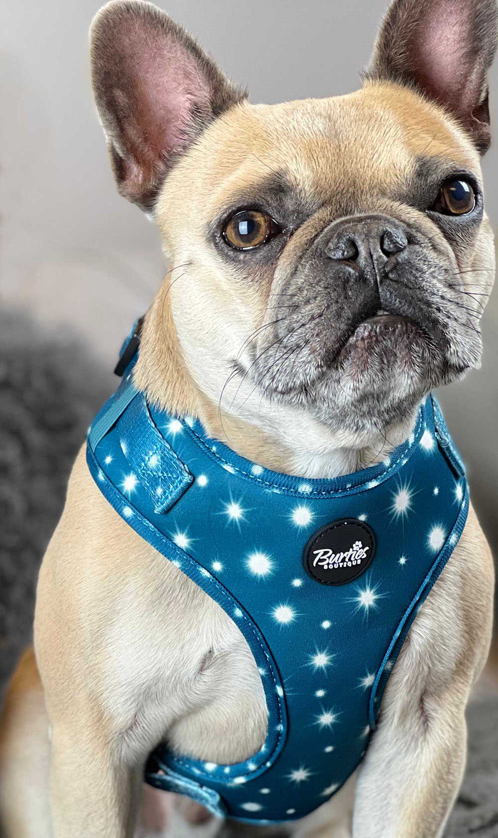 Twinkle Star Dog Harness - Image 3