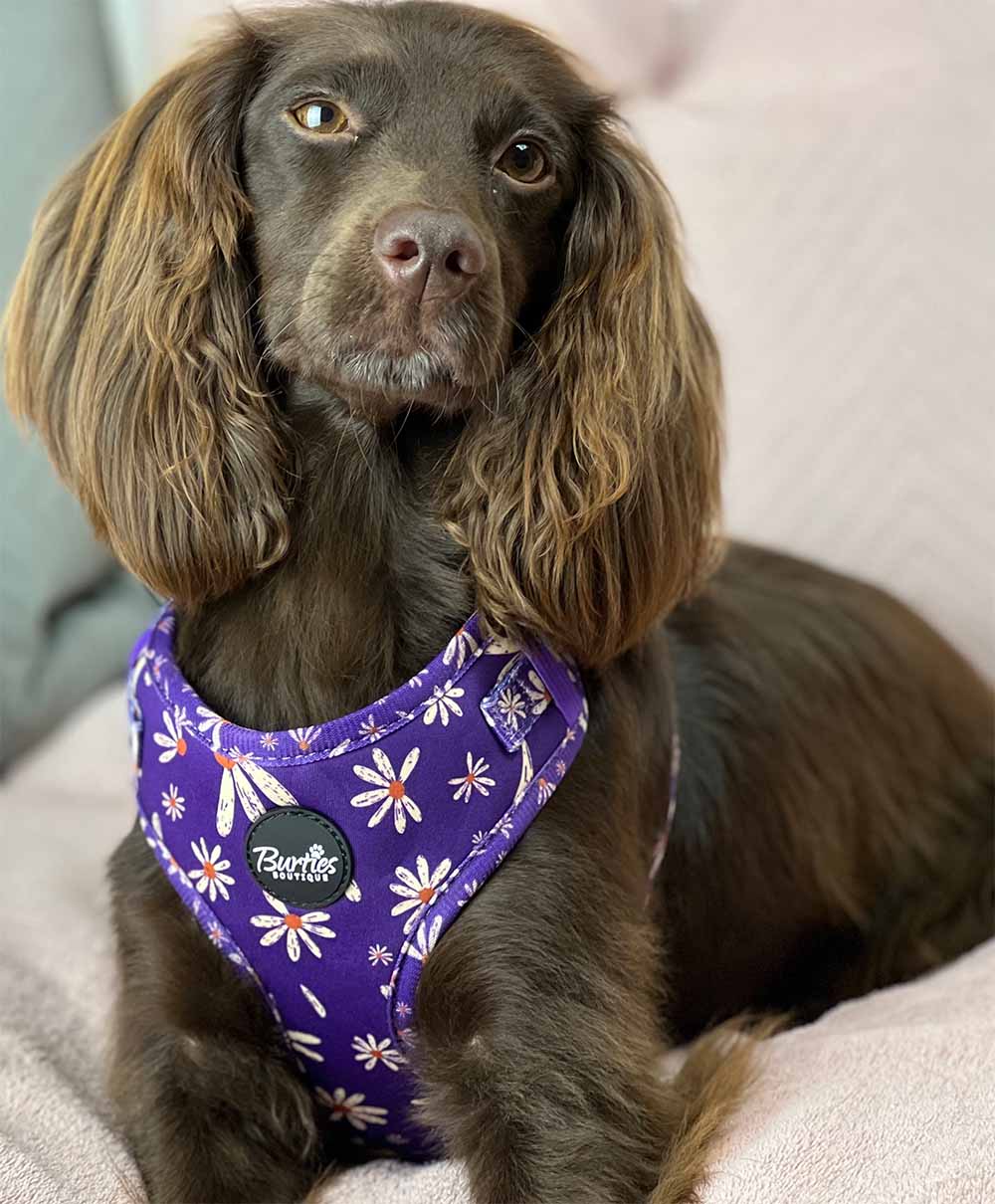 Delightful Daisy Dog Harness - Image 6