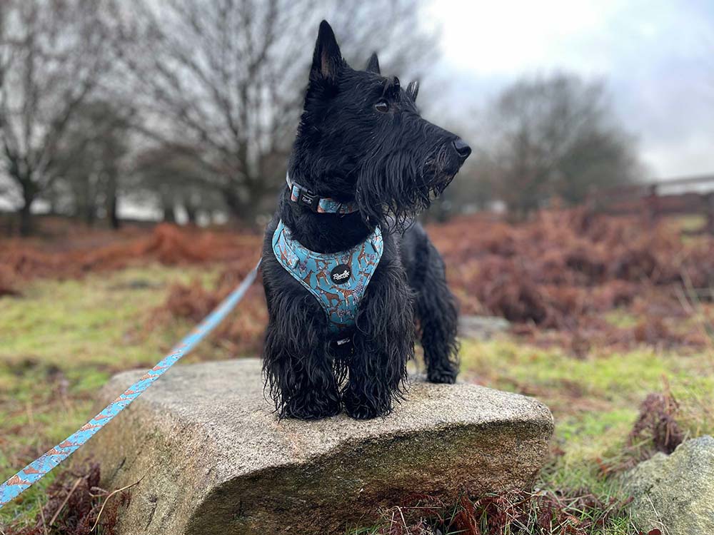 Walk On The Wild Side Dog Harness - Image 4