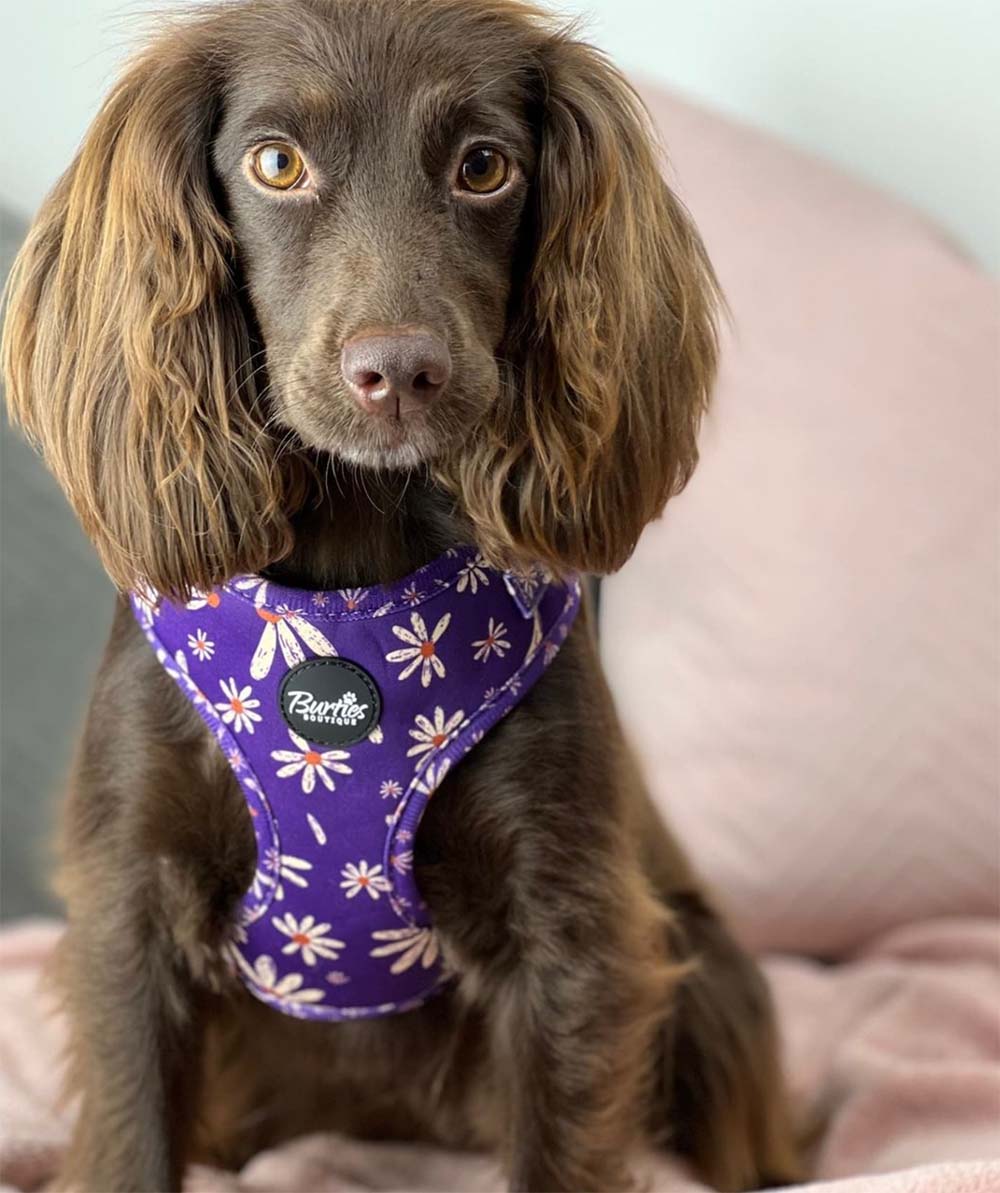 Delightful Daisy Dog Harness - Image 3
