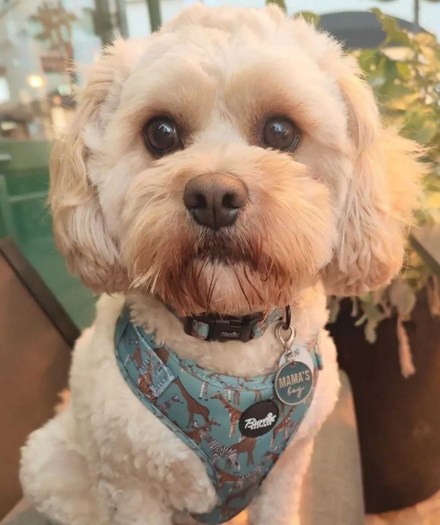 Walk On The Wild Side Dog Harness - Image 6