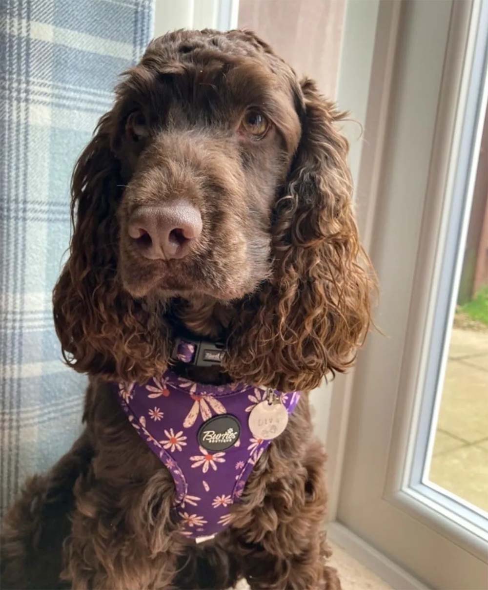 Delightful Daisy Dog Harness - Image 4