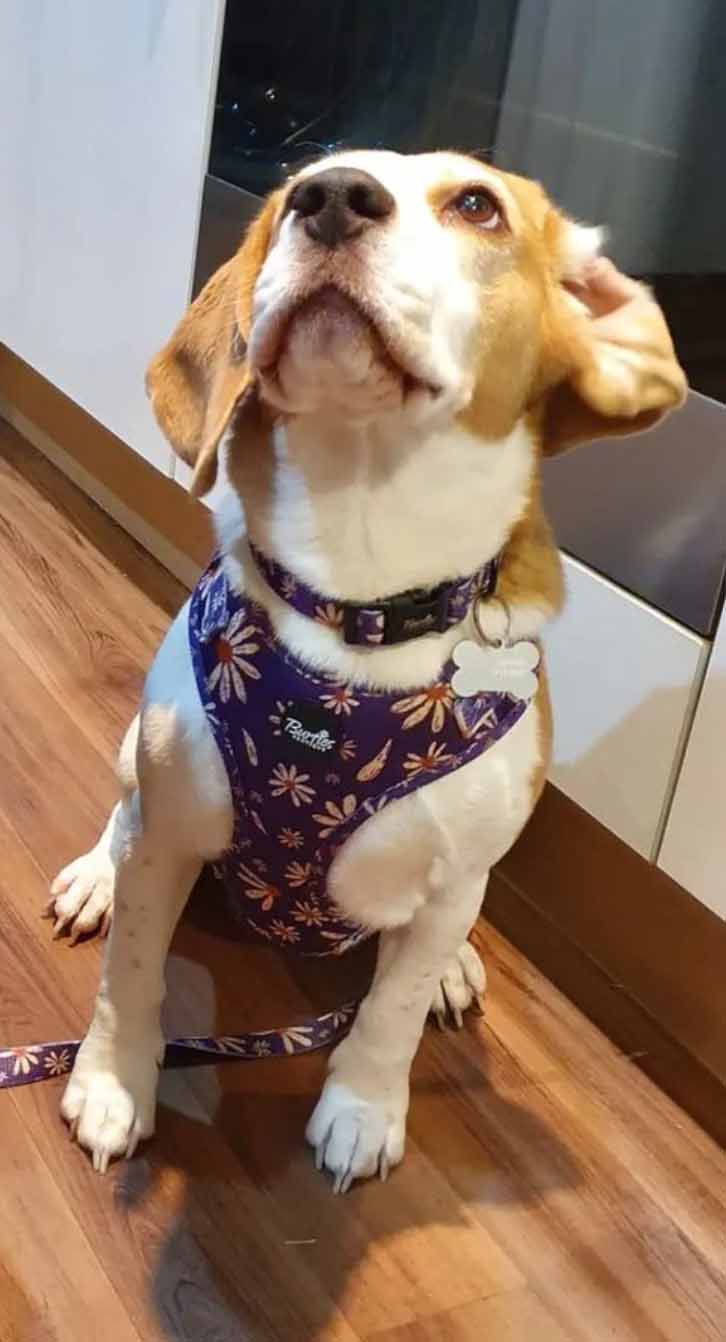 Delightful Daisy Dog Harness - Image 5