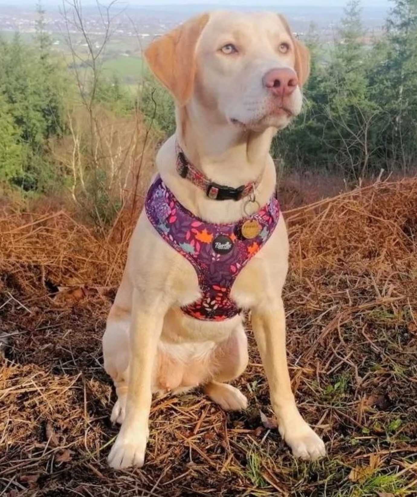 Leafy Walks Dog Harness - Image 6