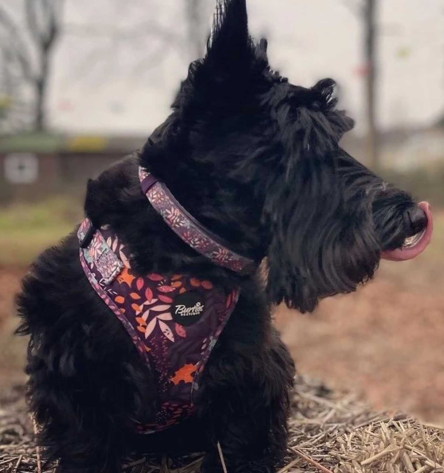 Leafy Walks Dog Harness - Image 5