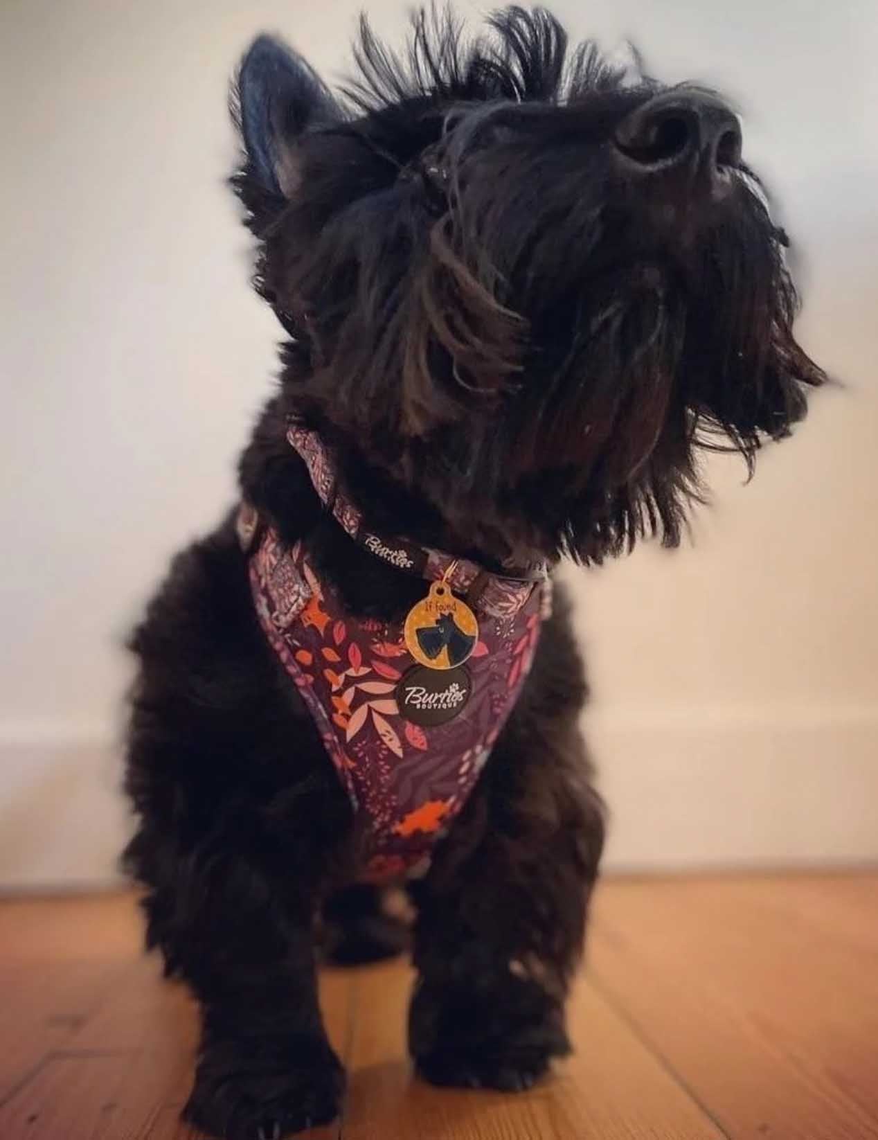 Leafy Walks Dog Harness - Image 7