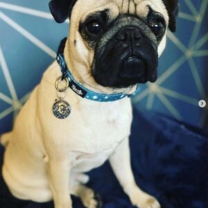 Alternative view of Twinkle Star Dog Collar