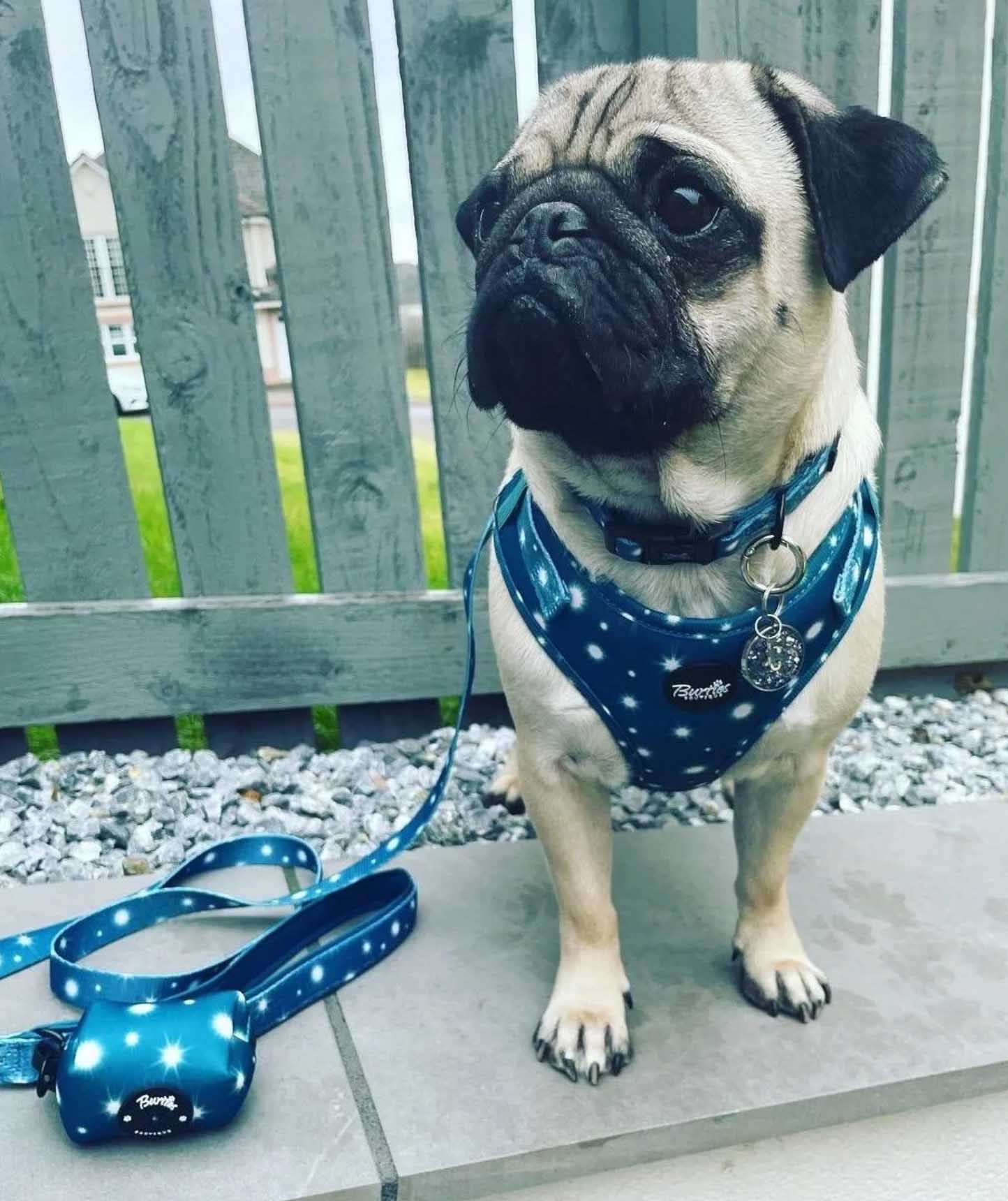 Twinkle Star Dog Harness - Image 6