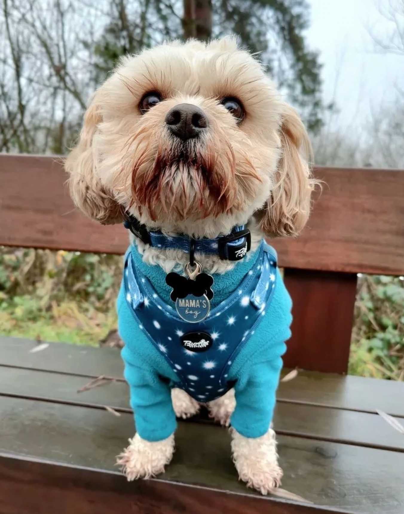 Twinkle Star Dog Harness - Image 7