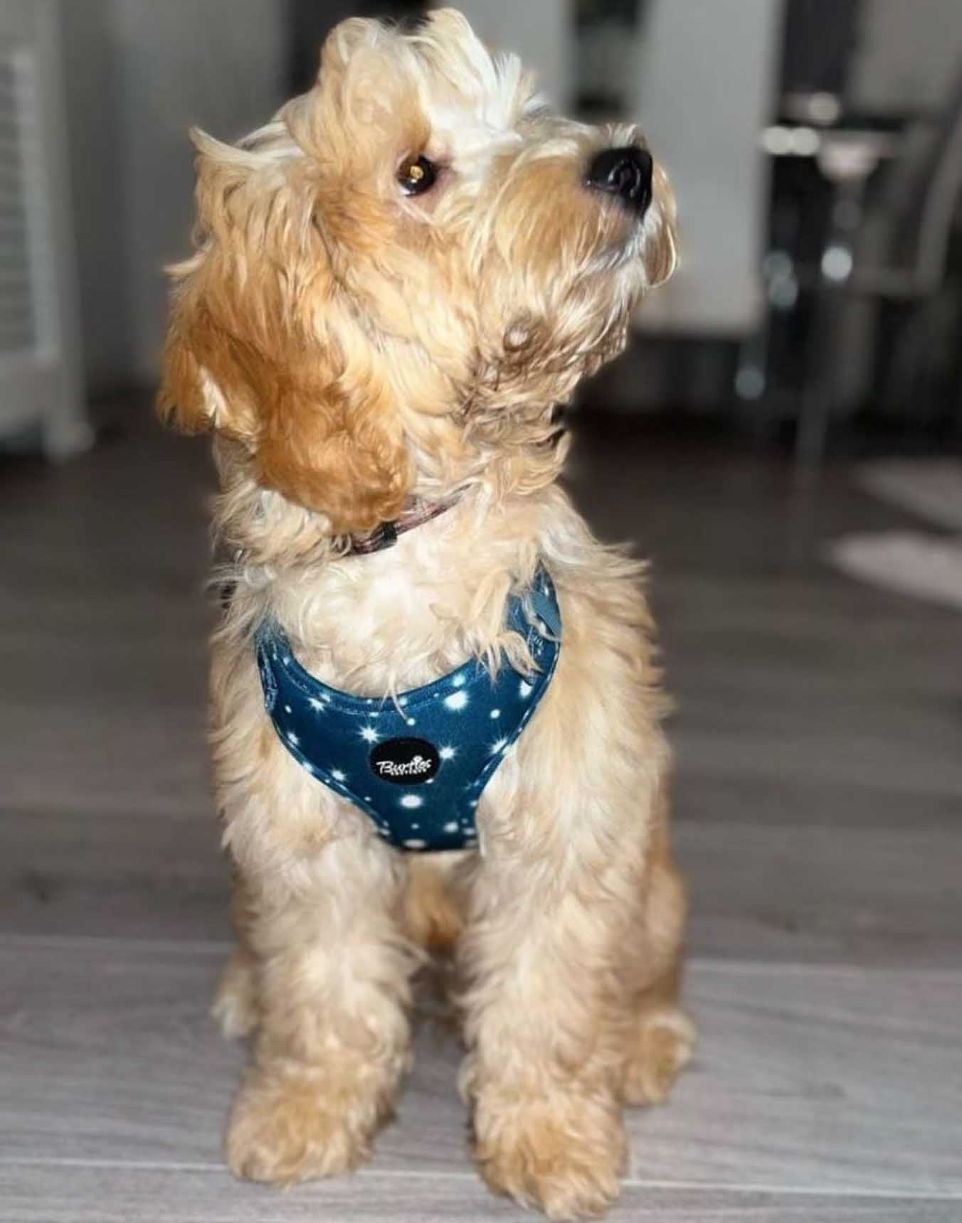 Twinkle Star Dog Harness - Image 8