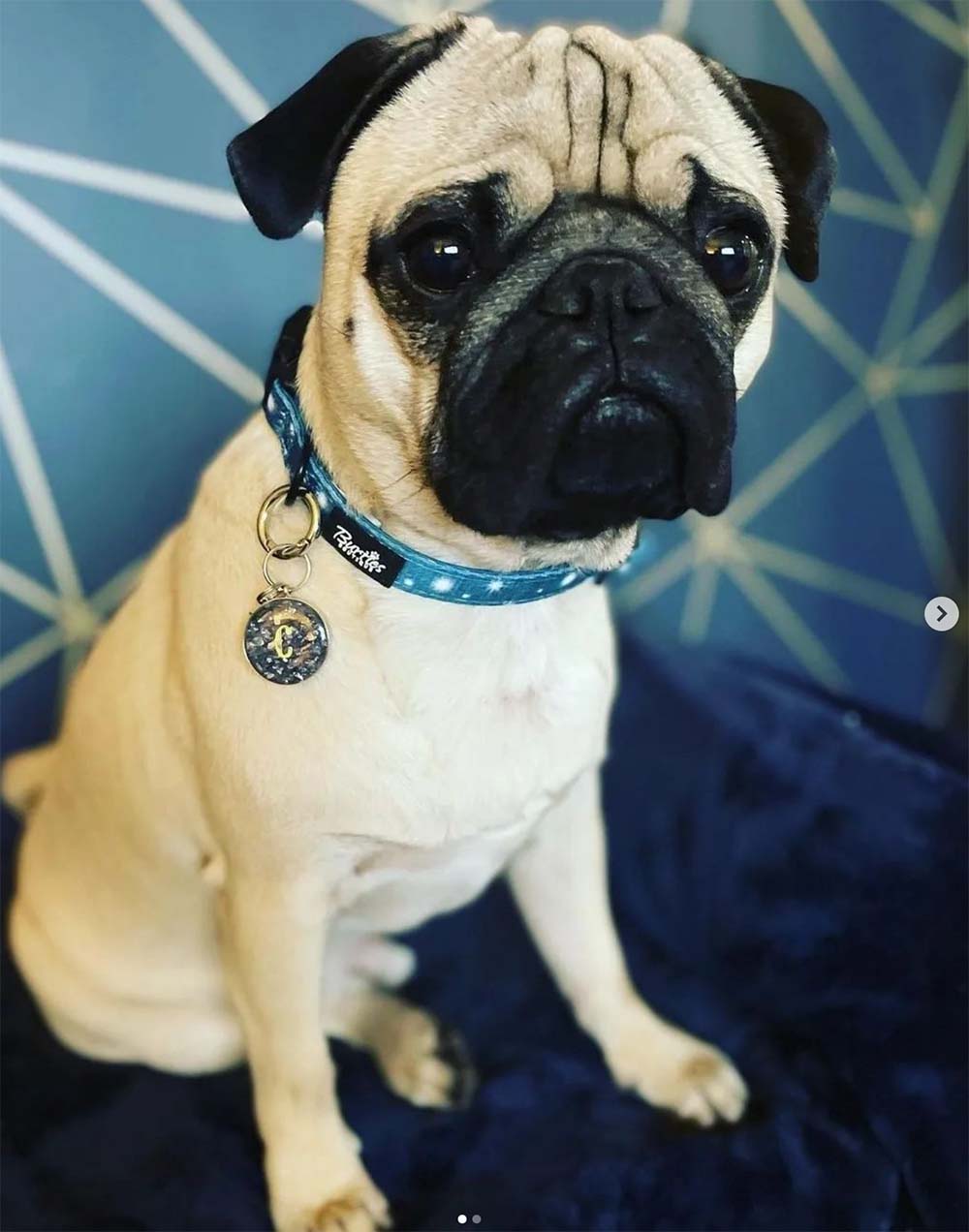 Twinkle Star Dog Collar - Image 2