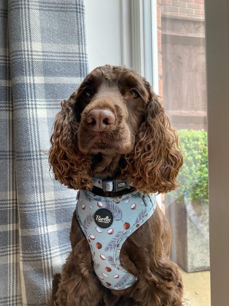 Coconut Pup Dog Harness - Image 6